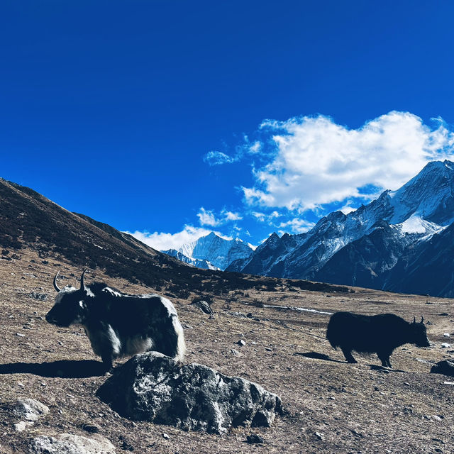 Himalayan Masters Langtang Valley Trek
