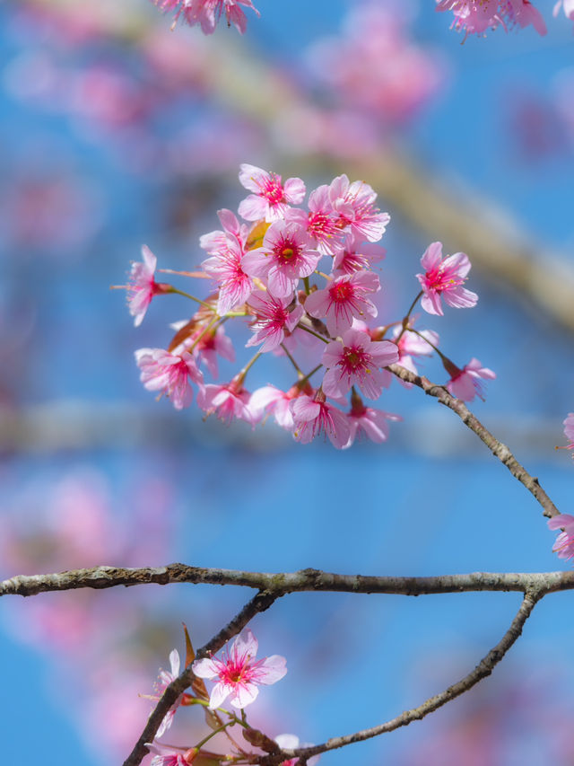 ชมดอกนางพญาเสือโคร่งบาน ที่ภูลมโล จังหวัดเลย 🌸