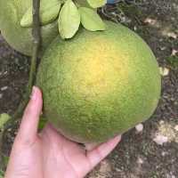 เฌอพะงา ริเวอร์โฮม เขาใหญ่