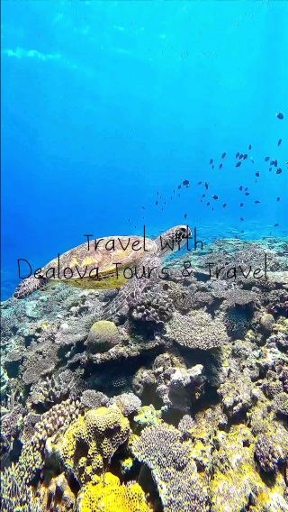Bunaken Island Express