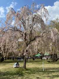 Hirosaki Park: A Cherry Blossom Paradise