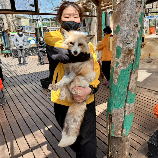 狐狸為伴的世界 - 宮城藏王狐狸村🦊