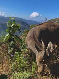 NP Hike with endangered species Nilgiri Tahr‼️