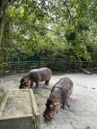 Camel family in Malaysia