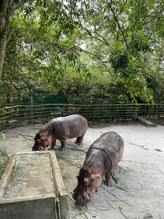 Camel family in Malaysia