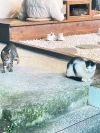 Houlong Cat Village หมู่บ้านที่ทาสแมวต้องหลงรัก 💖