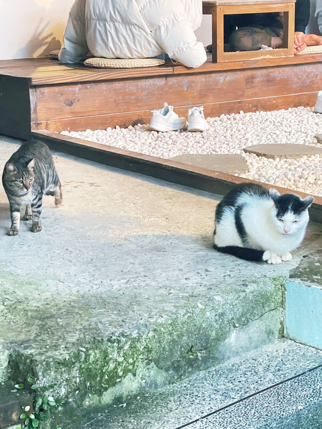 Houlong Cat Village หมู่บ้านที่ทาสแมวต้องหลงรัก 💖
