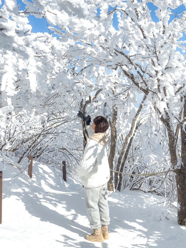눈덮인 겨울 발왕산의 아름다운 설경❄️🤍
