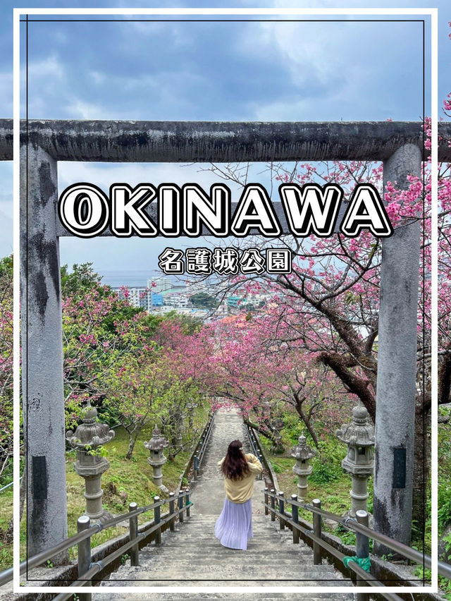 【沖縄】名護市 市街地と海を一望できる桜の名所へ