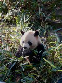 Meet them fluffy lil creatures in Panda Valley