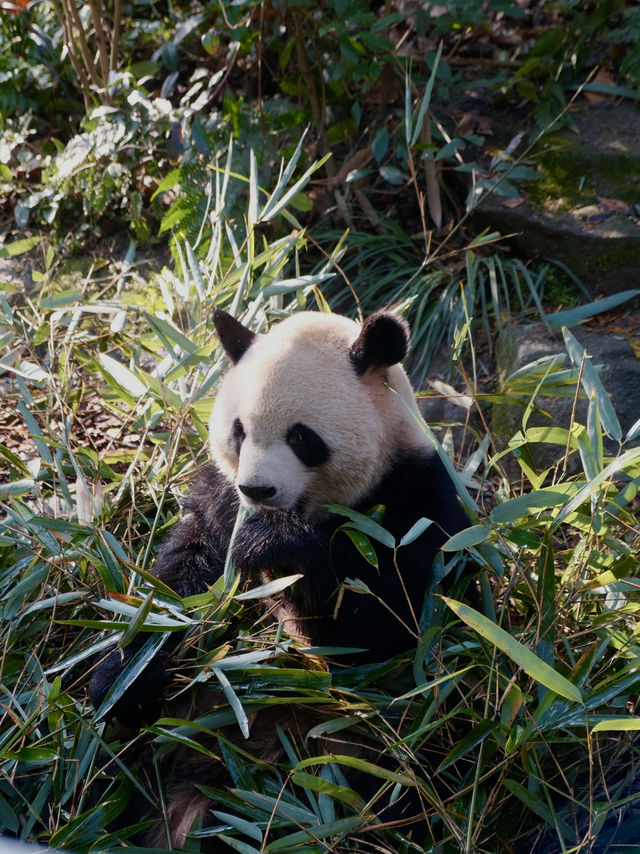 Meet them fluffy lil creatures in Panda Valley