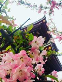 วัด Sensoji x ซากุระ ความคลาสสิกที่ต้องมาเห็น!!!
