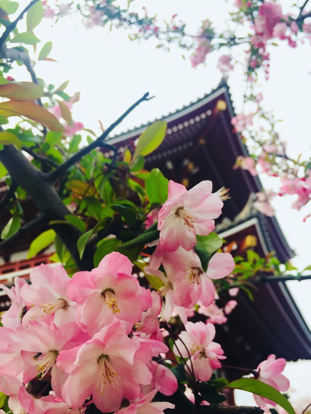 วัด Sensoji x ซากุระ ความคลาสสิกที่ต้องมาเห็น!!!
