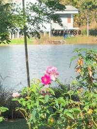 Fernpresso at lake คาเฟ่ vibe ดีย์ในเมืองเชียงใหม่
