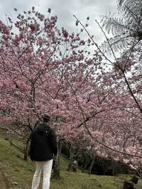 悠然秘境 櫻花林
