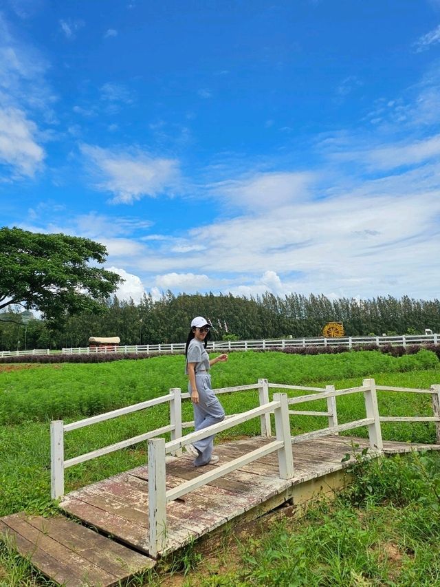เที่ยวเล่นฟาร์มโชคชัย ให้อาหารน้องแกะ 🐑