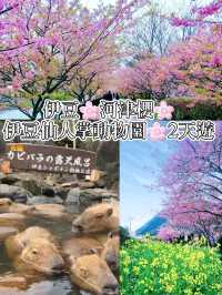 伊豆🌸河津櫻🌸伊豆仙人掌動物園🌸2天遊