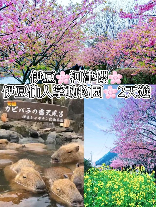 伊豆🌸河津櫻🌸伊豆仙人掌動物園🌸2天遊