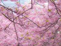 🌸 Matsuda Sakura Festival 🌸