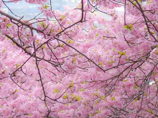 🌸 Matsuda Sakura Festival 🌸