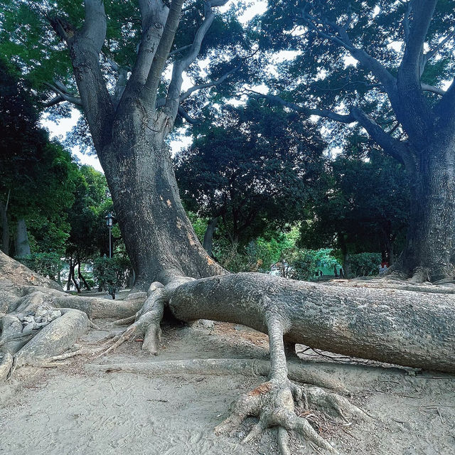 金面山親山步道🌿與青山綠水共舞