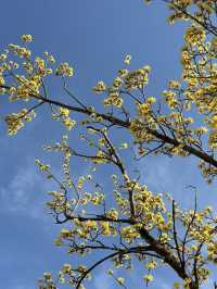 구례 대표적인 봄 축제, 구례 산수유마을 🌼