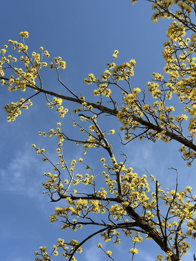 구례 대표적인 봄 축제, 구례 산수유마을 🌼