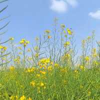 金光閃閃的油菜花田