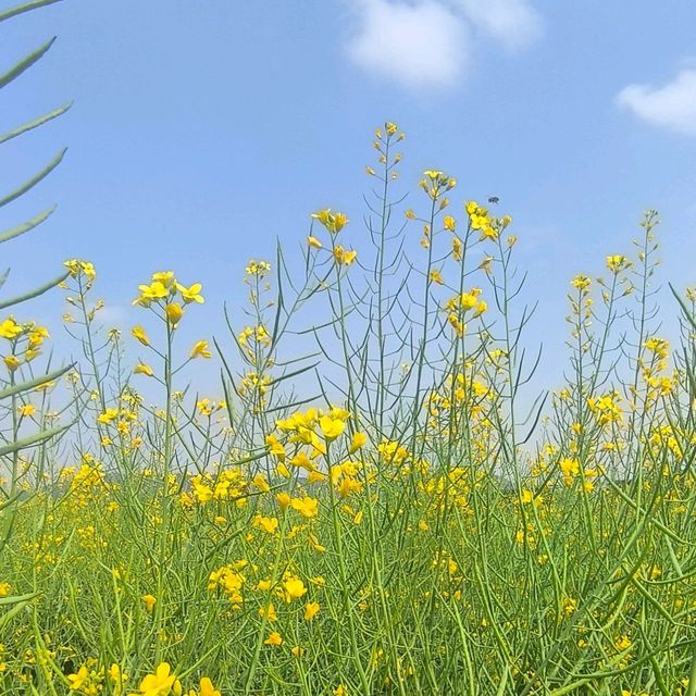金光閃閃的油菜花田