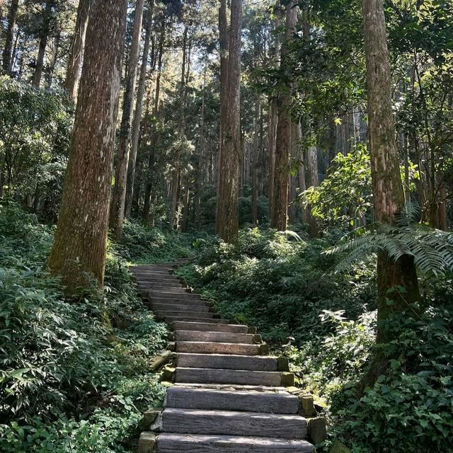 阿里山賞櫻秘境：石棹櫻之道、隙頂二延平步道