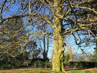 Leiden's Botanical Garden (Hortus Botanicus)