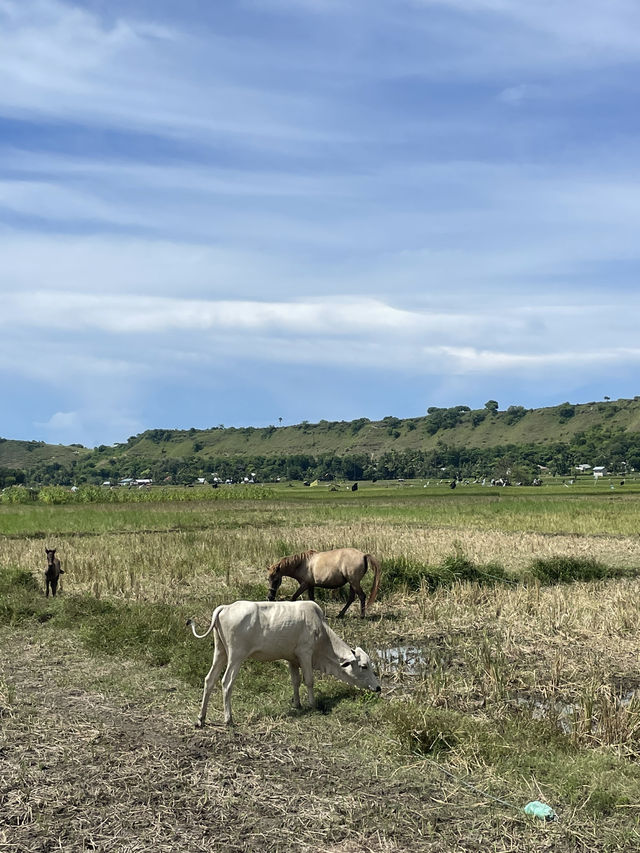 A Road Trip Through Waingapu – Where Horses Rule the Road 🐎🚗 