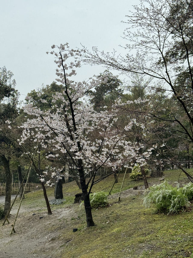京都伏見稻荷大社的櫻花夢幻之旅 🌸