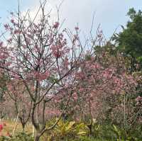 聚龍山公園🌸 櫻花谷🌸