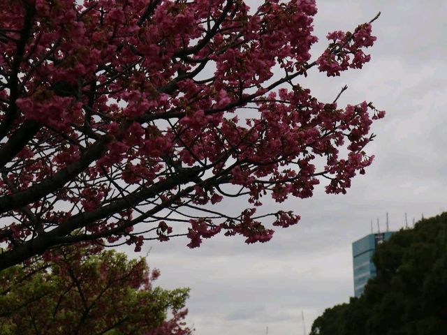 Kiba Park (木場公園)