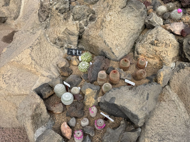富士山 山中湖伊豆自駕遊之旅