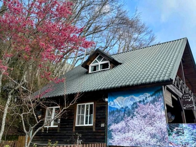 武陵農場，雪霸國家公園下的春櫻浪漫