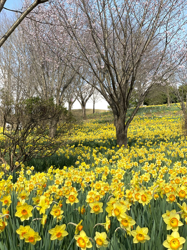 【栃木×春の那須旅】13万本の水仙と桜のコラボが見られる公園