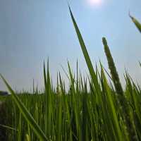 ท่องเที่ยวเชิงเกษตร : ข้าวจาปอนิกา 🌾