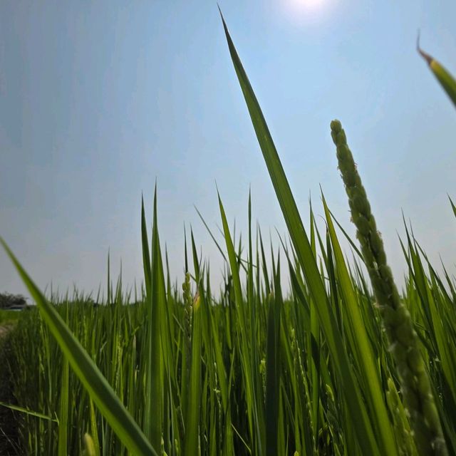 ท่องเที่ยวเชิงเกษตร : ข้าวจาปอนิกา 🌾