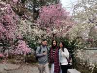 It’s a lucky day for an early cherry blossom in Kyoto 🌸