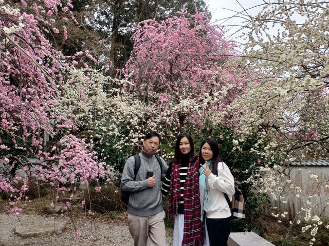 It’s a lucky day for an early cherry blossom in Kyoto 🌸