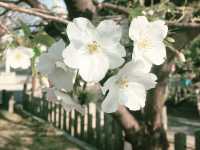 🌸 **大阪櫻井公園櫻花觀賞遊覽分享** 🌸