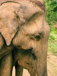 Wild safari magic in Udalawawe 