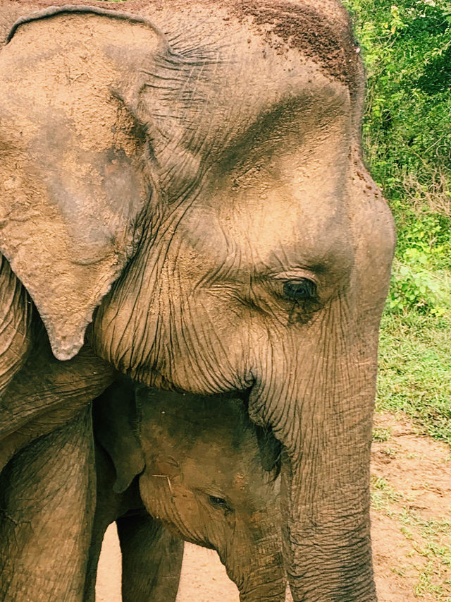 Wild safari magic in Udalawawe 