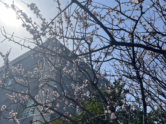 제주 동쪽 1박 2일 뚜벅이 코스🍰 세화해변에서 공항까지✈️