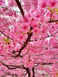 Chasing Sakura at Fushimi