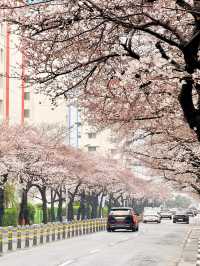 釜山｜櫻花秘境南川洞 整個社區都被櫻花樹包圍