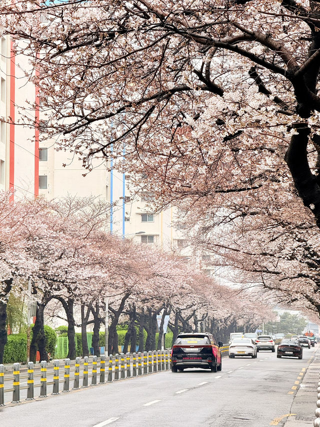 釜山｜櫻花秘境南川洞 整個社區都被櫻花樹包圍