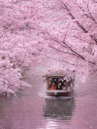 Chasing Sakura at Kyoto Fushimi Jikkoku Bune